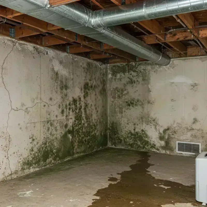 Professional Mold Removal in Beverly Hills, CA